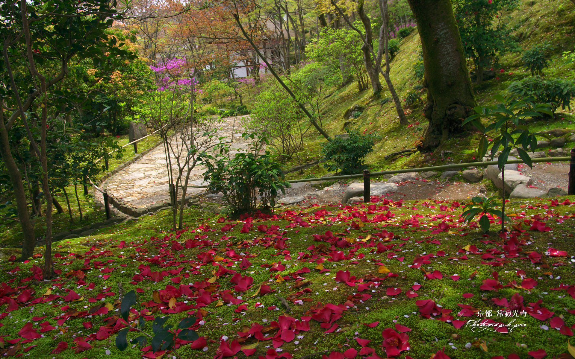 常寂光寺 藪椿の散華