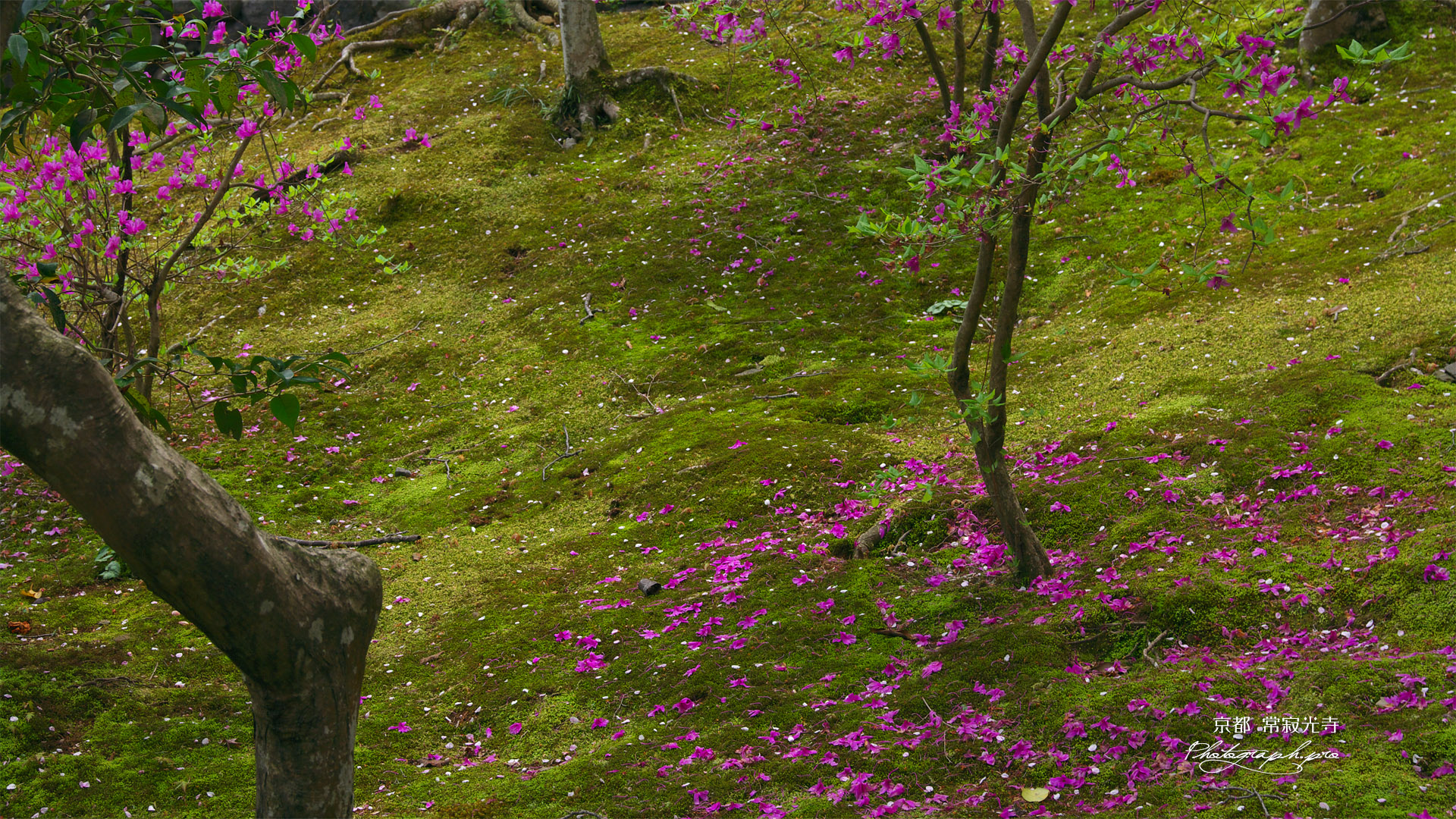 常寂光寺 散り三ツ葉躑躅