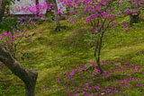 常寂光寺 散り三ツ葉躑躅