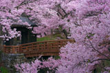 高遠城址公園の桜 朝の桜雲橋