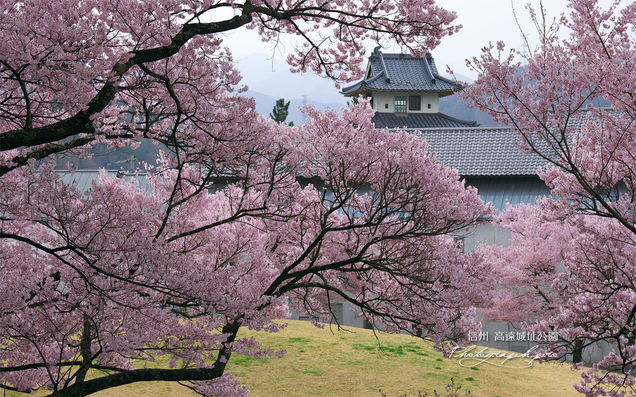 高遠城址公園の桜と信州高遠美術館 壁紙