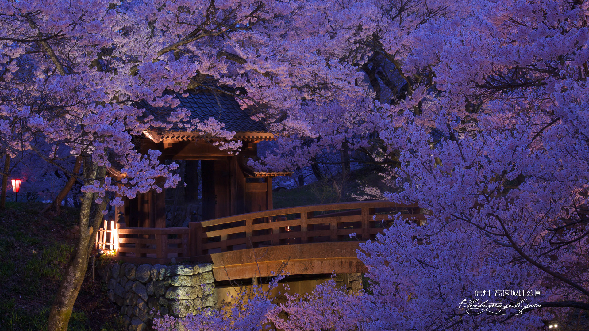 高遠城址公園の桜 桜雲橋ライトアップ