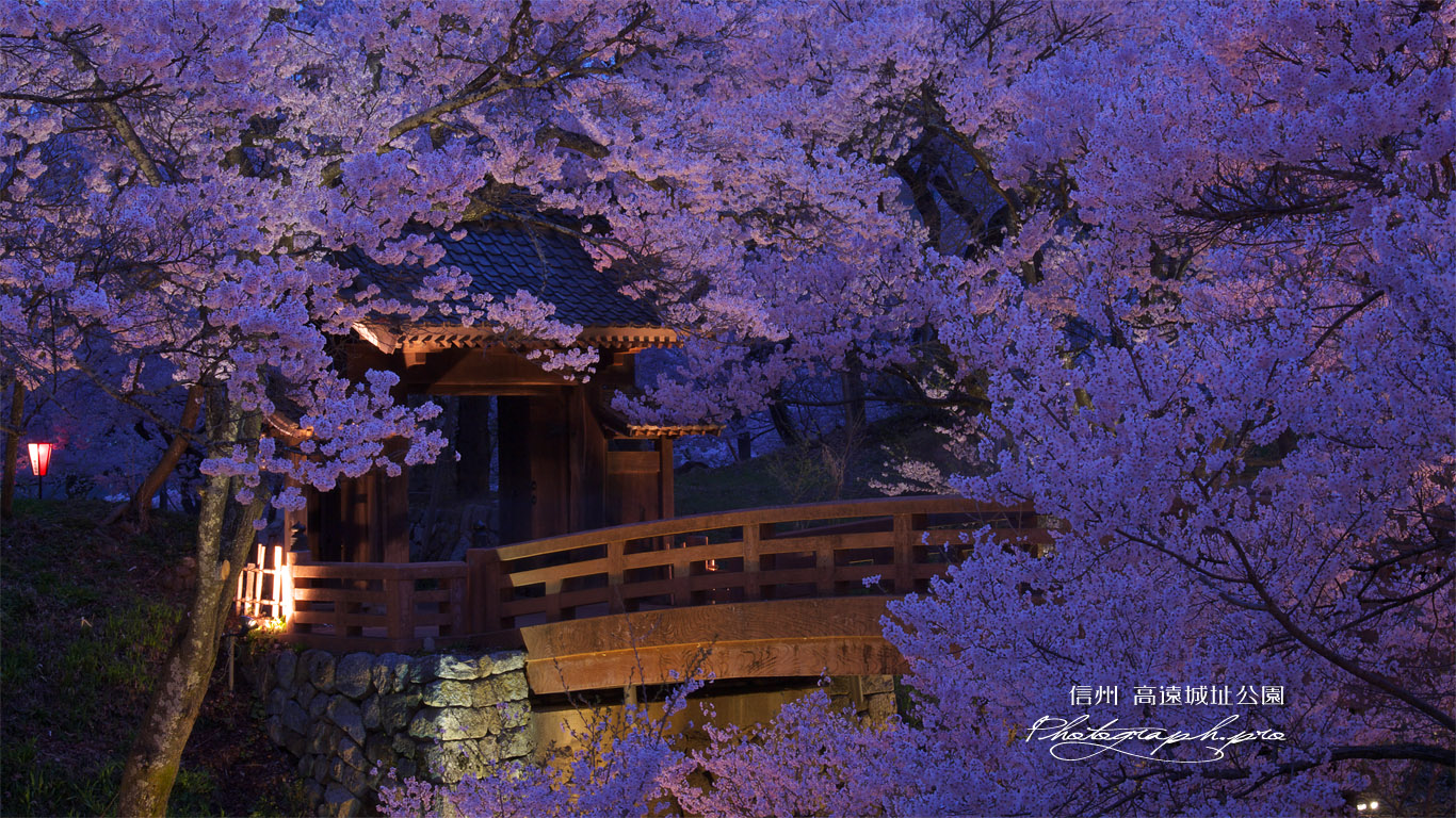 高遠城址公園の桜 桜雲橋ライトアップ 壁紙