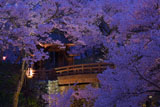 高遠城址公園の桜 桜雲橋ライトアップ
