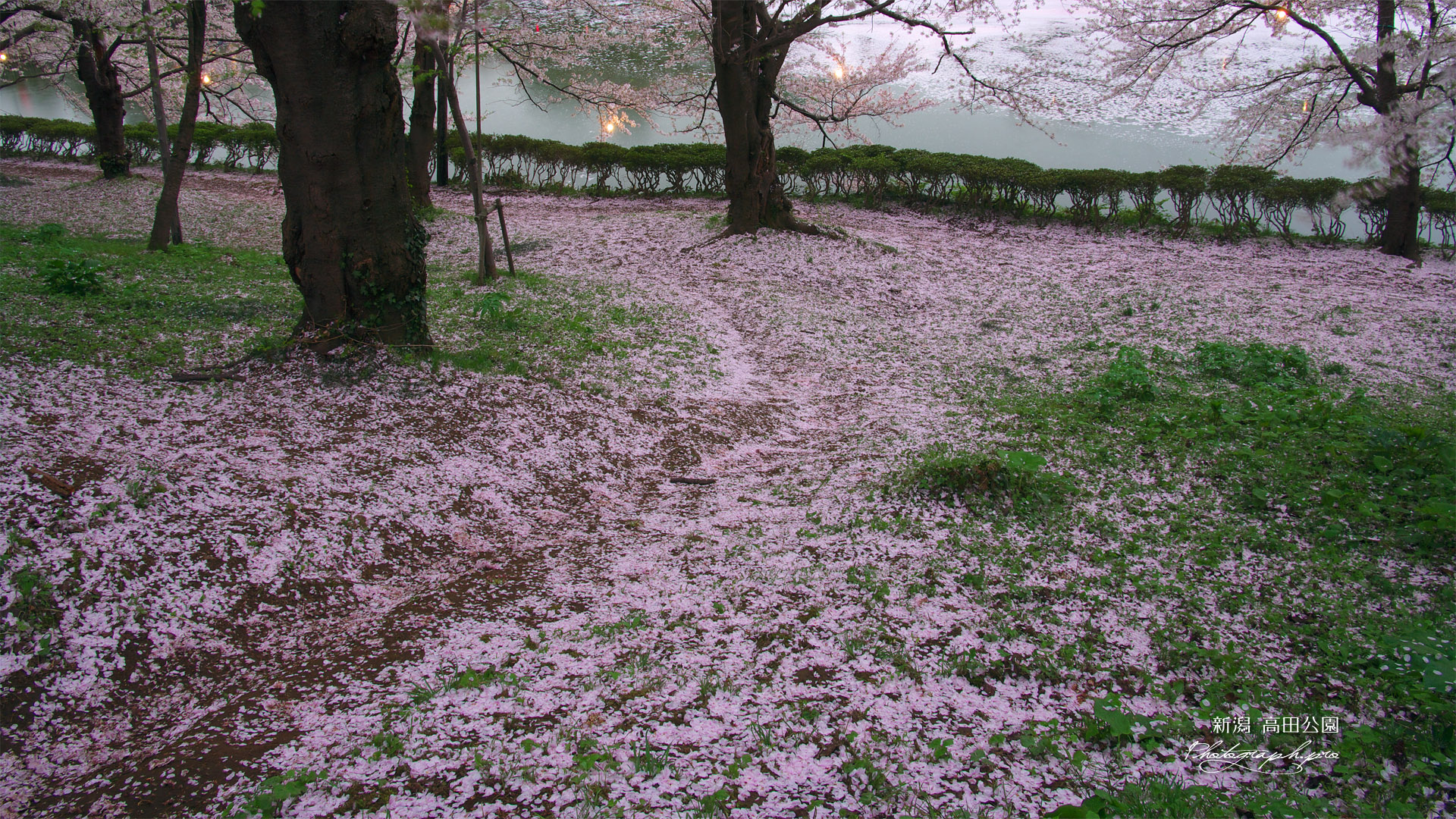 高田公園の桜 花むしろ