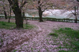 高田公園の桜 花むしろ