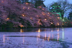 高田公園の桜