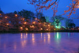 高田公園の桜 高田城の夜桜
