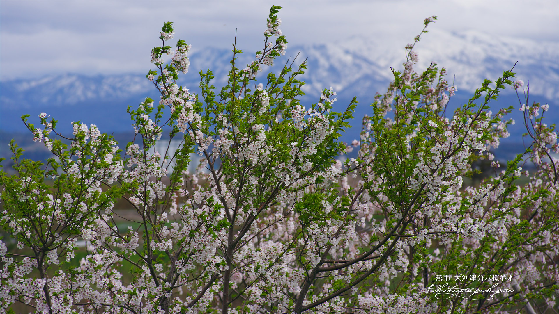 大河津分水桜並木