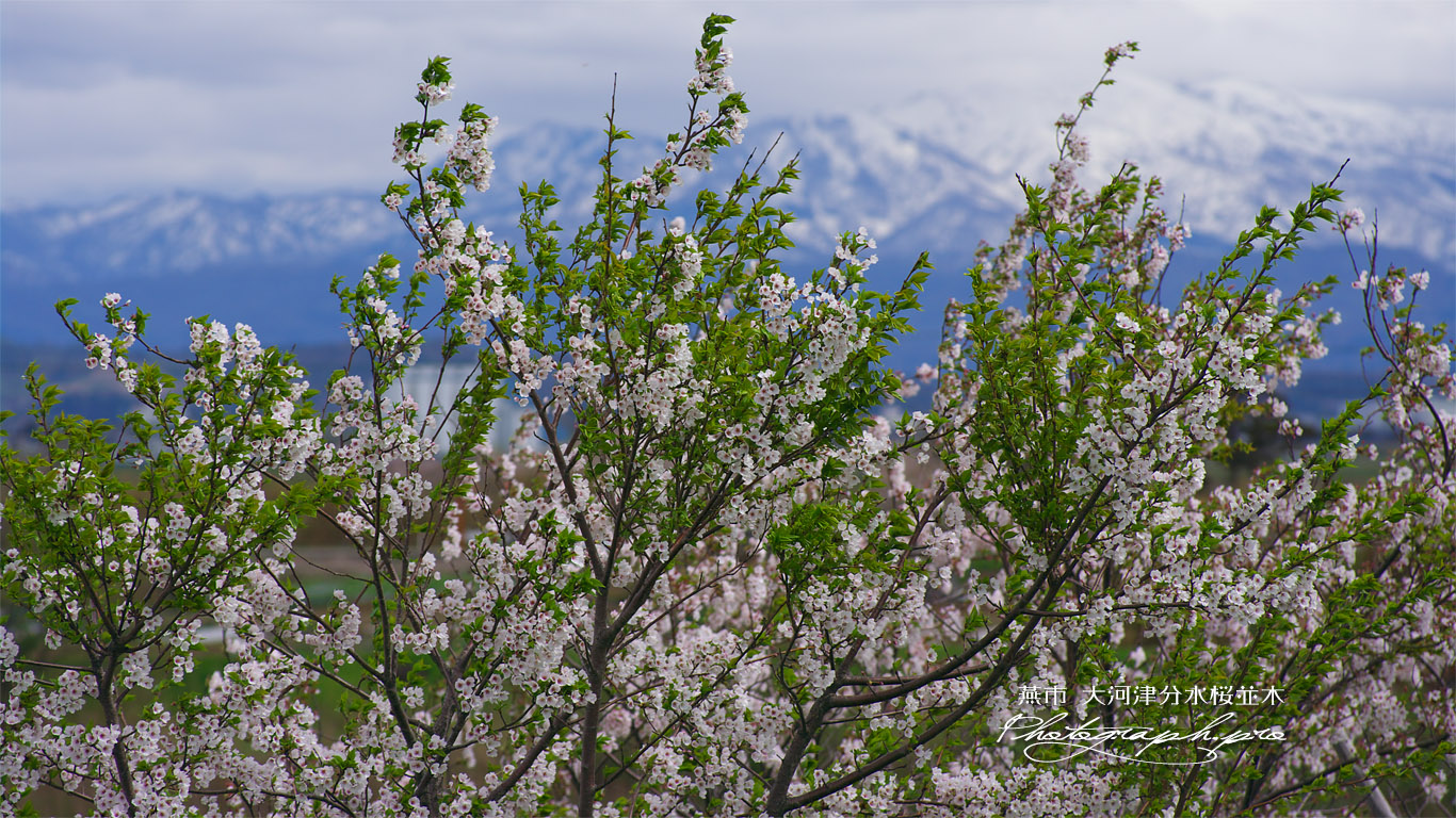大河津分水桜並木 壁紙