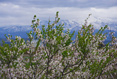 大河津分水桜並木