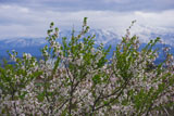 大河津分水桜並木