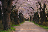北上展勝地の桜並木
