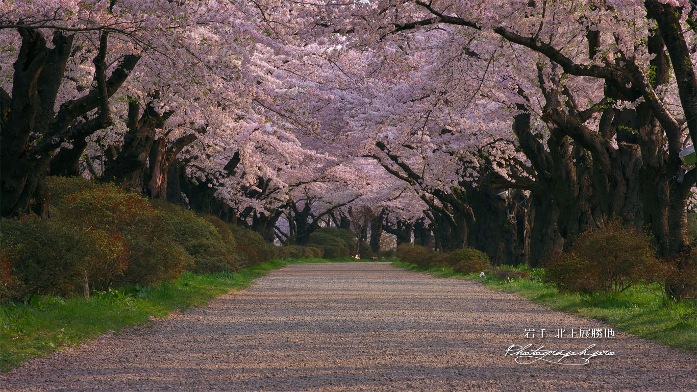 北上展勝地の桜のトンネル 壁紙
