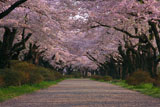 北上展勝地の桜のトンネル