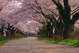北上展勝地の桜の貫禄のある樹幹