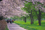 桜と新緑