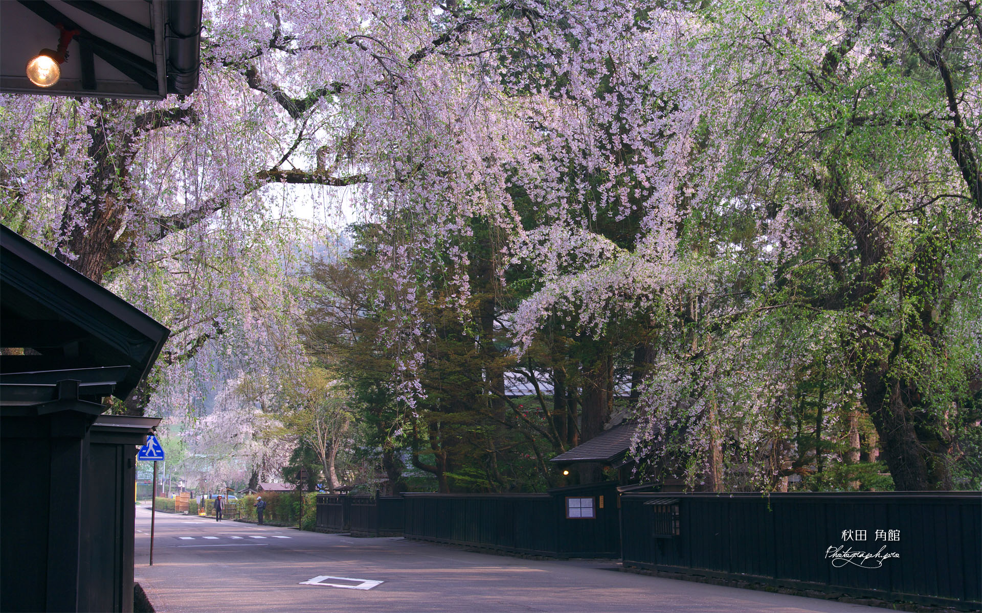 角館武家屋敷内町のしだれ桜