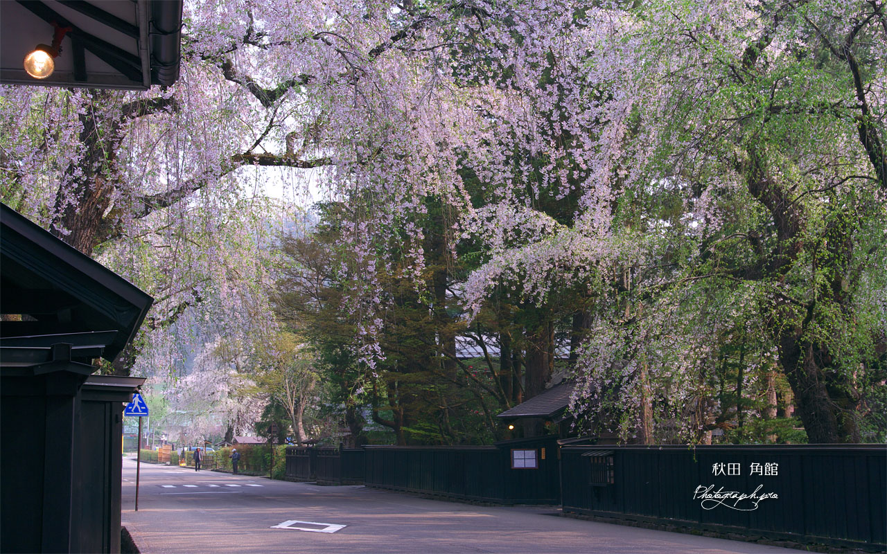 角館武家屋敷内町のしだれ桜 壁紙
