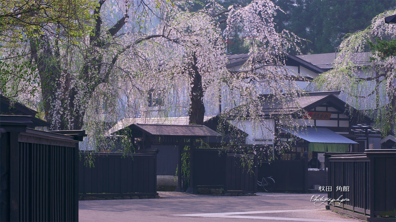 角館武家屋敷桝形のしだれ桜 壁紙