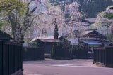角館武家屋敷桝形のしだれ桜