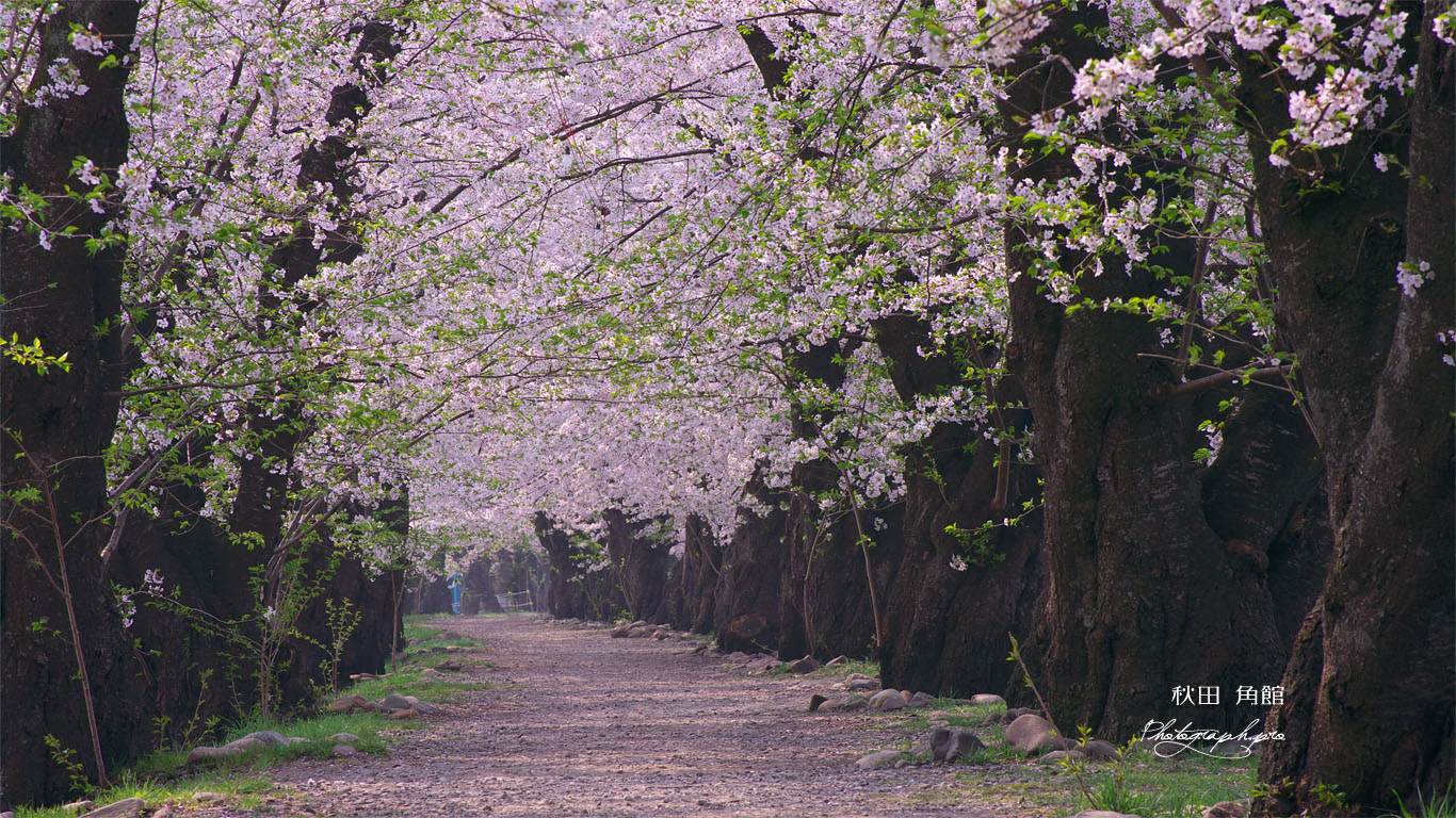 角館桧木内川堤の桜並木 壁紙