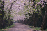 角館桧木内川堤の桜並木