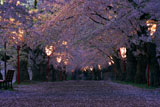 弘前城 桜のトンネル夜桜