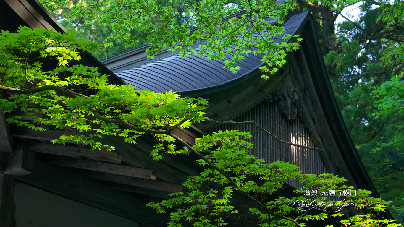 延暦寺横川 新緑の元三大師堂 壁紙