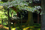 延暦寺西塔 八重桜と常行堂