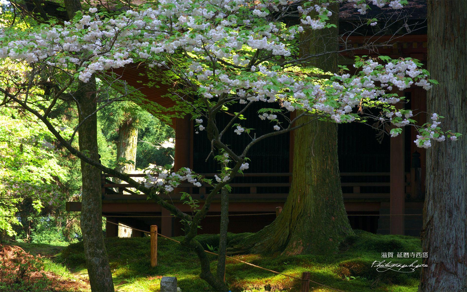 延暦寺西塔 八重桜と常行堂
