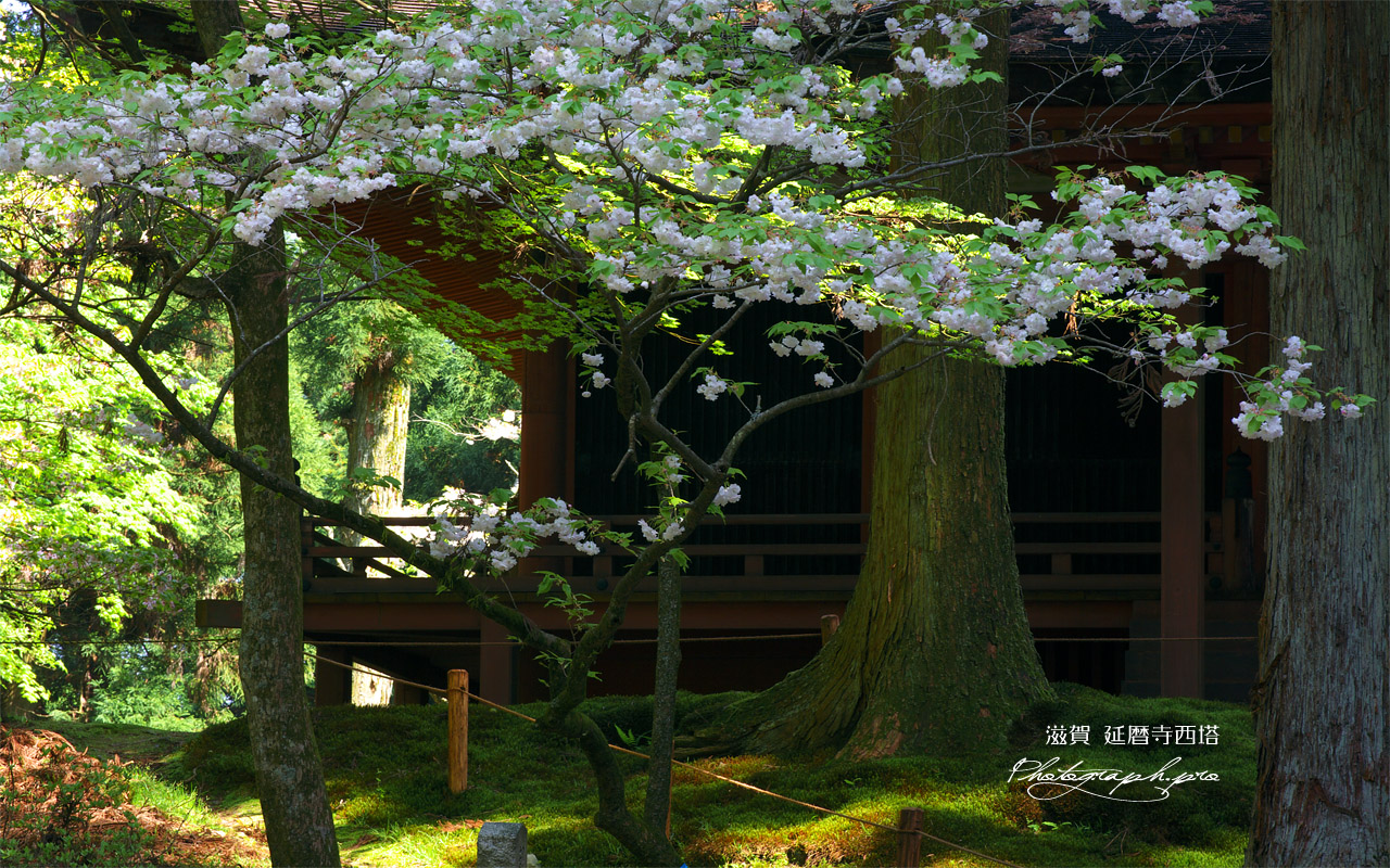 延暦寺西塔 八重桜と常行堂 壁紙