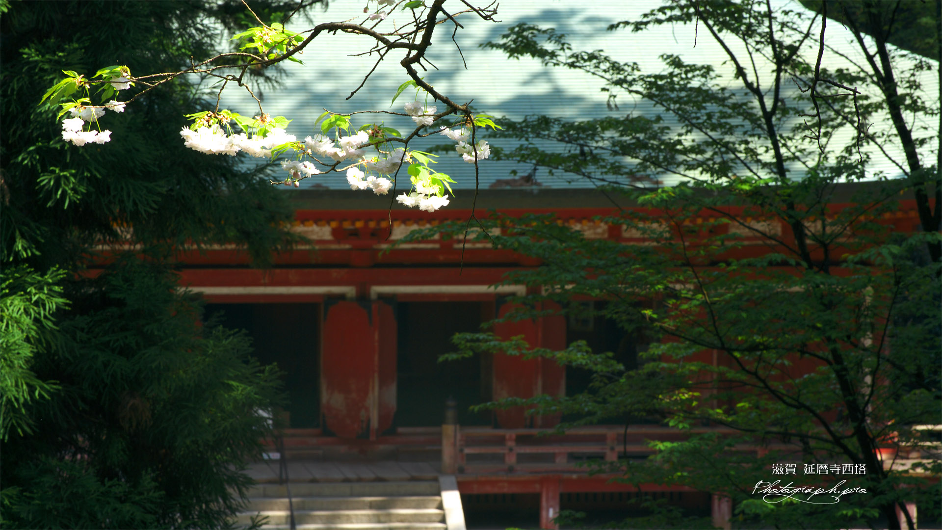 延暦寺西塔 ヤエザクラと釈迦堂