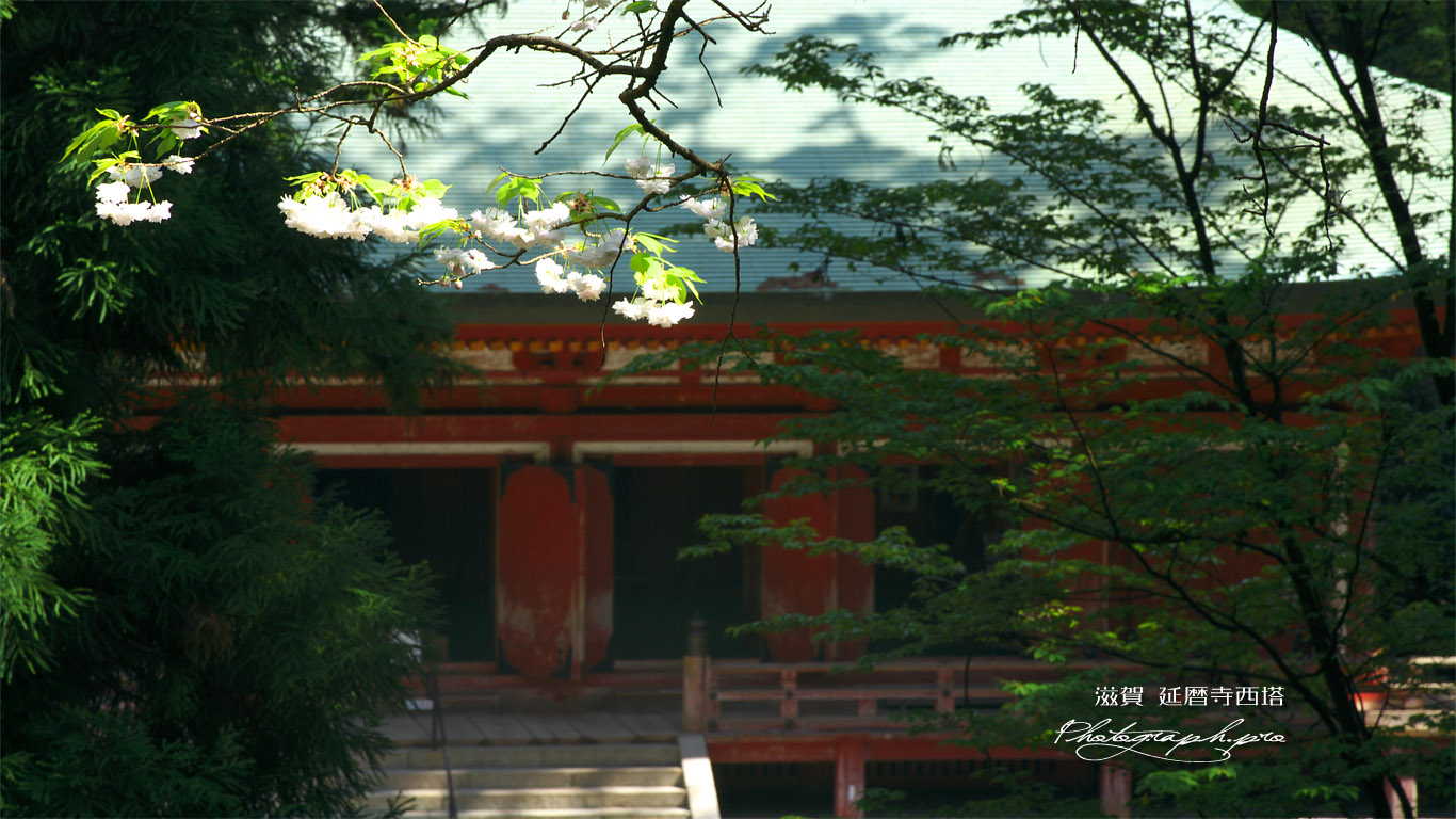 延暦寺西塔 ヤエザクラと釈迦堂 壁紙