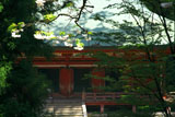 延暦寺西塔 ヤエザクラと釈迦堂