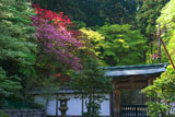 延暦寺 春爛漫の浄土院
