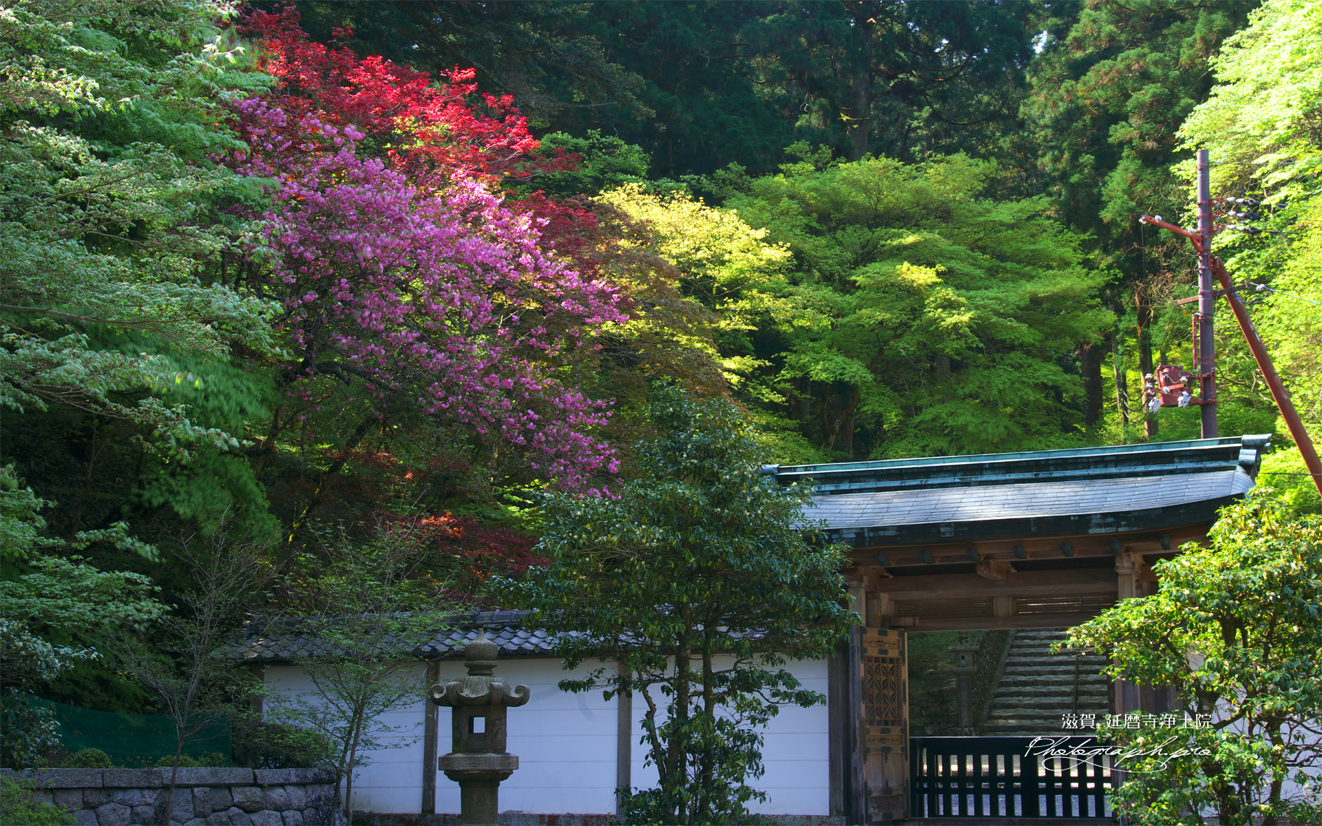 延暦寺 春爛漫の浄土院