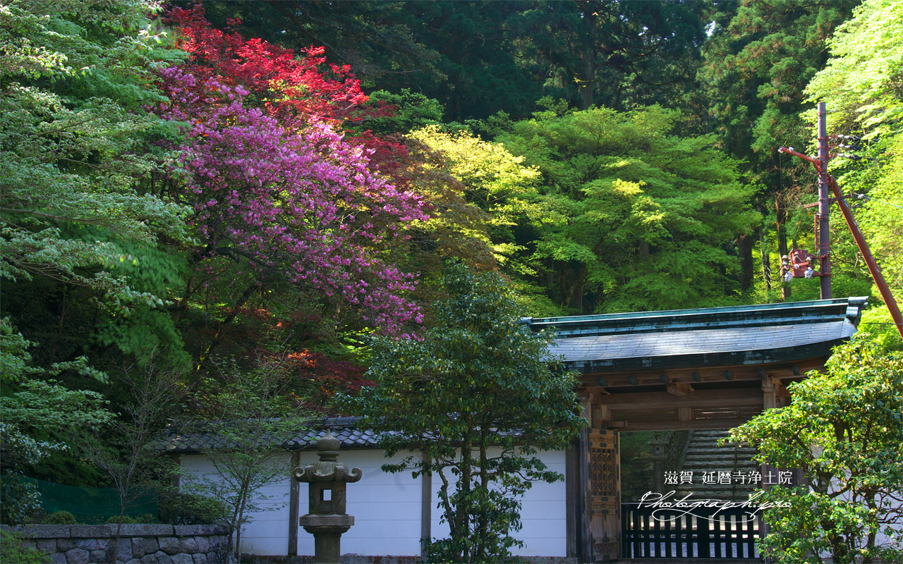 延暦寺 春爛漫の浄土院 壁紙