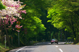 比叡山 八重桜とオープンカー