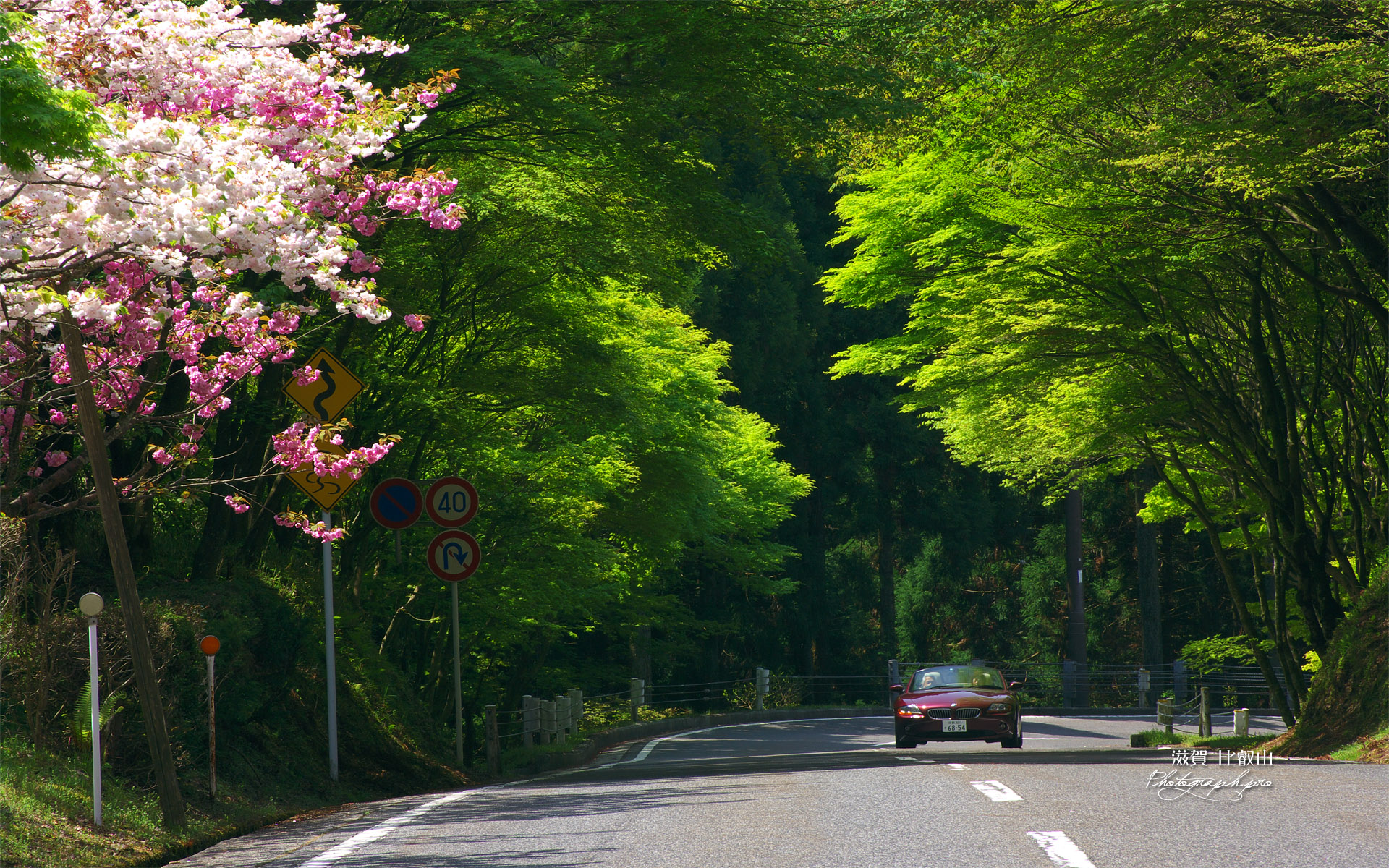 比叡山 八重桜とオープンカー