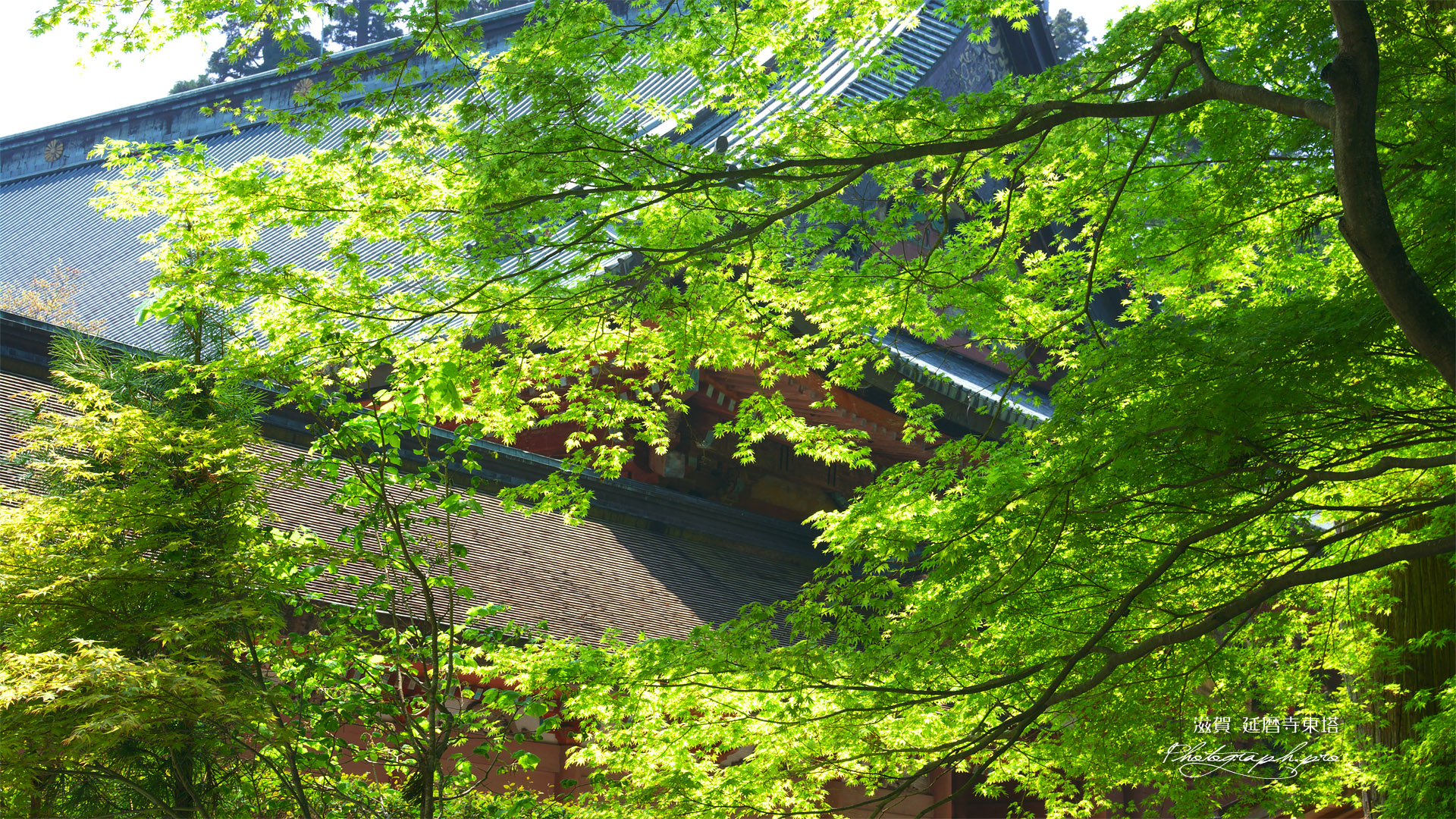 比叡山延暦寺 新緑越しの根本中堂