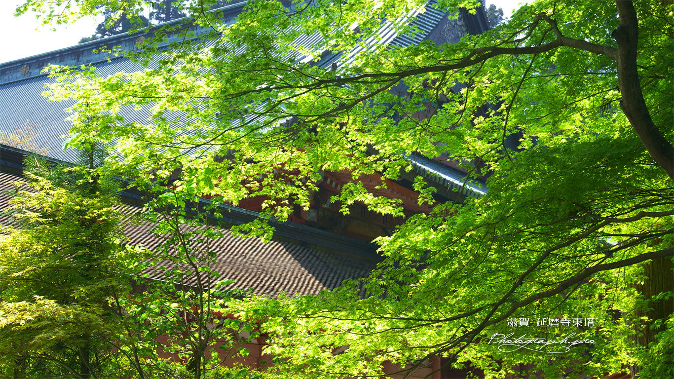 比叡山延暦寺 新緑越しの根本中堂 壁紙