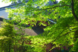 比叡山延暦寺 新緑越しの根本中堂