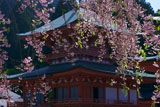 比叡山延暦寺 枝垂桜越しの法華総持院東塔