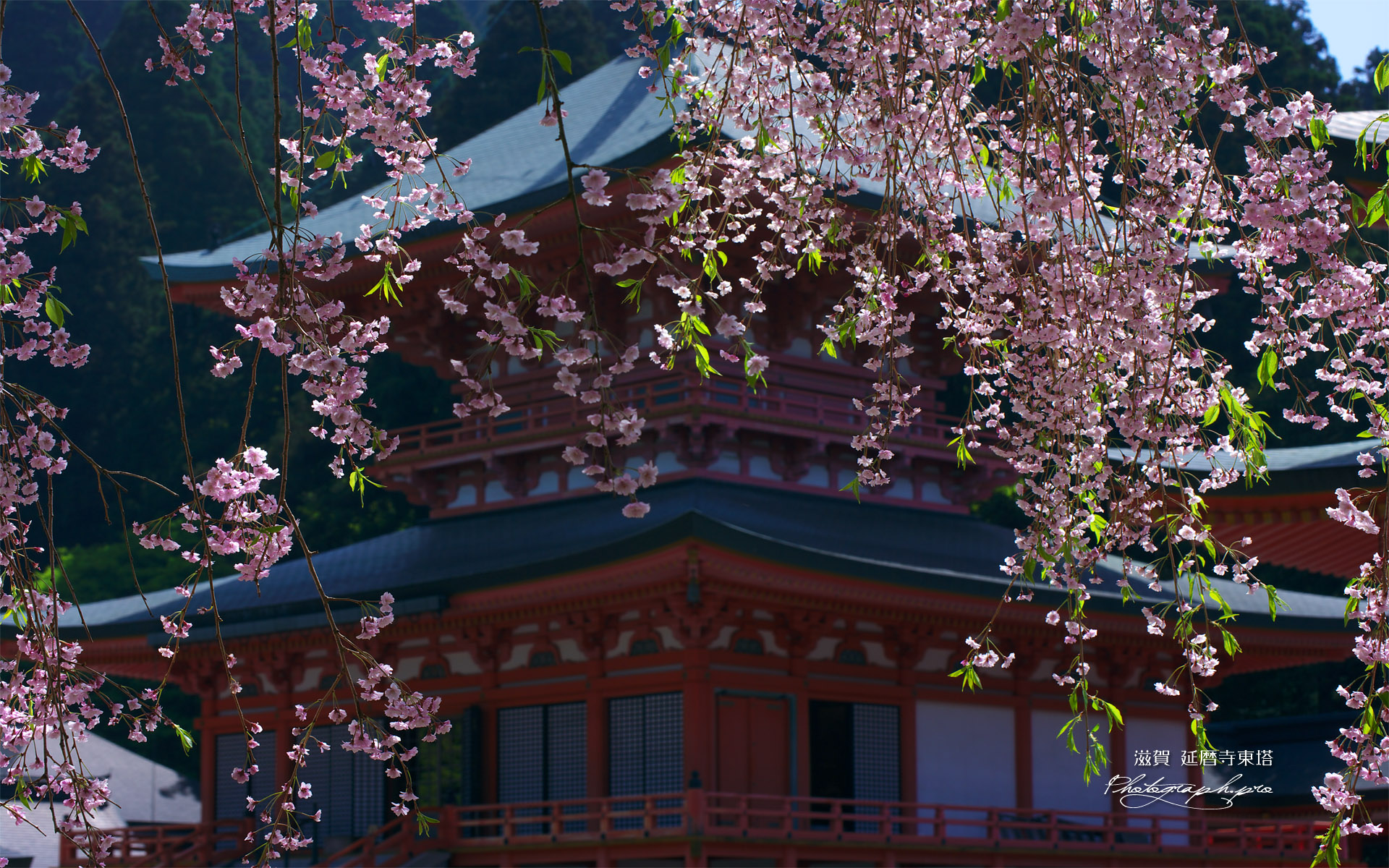 比叡山延暦寺 枝垂桜越しの法華総持院東塔