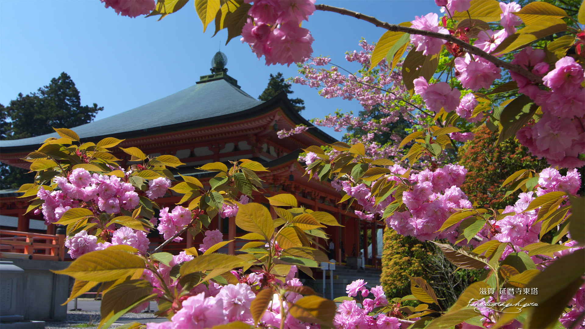 比叡山延暦寺 八重桜越しの阿弥陀堂