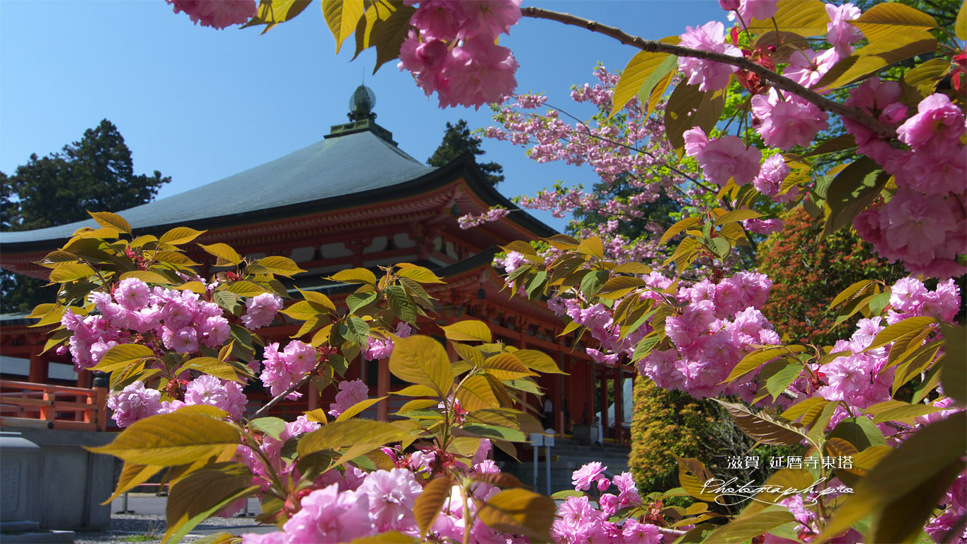 比叡山延暦寺 八重桜越しの阿弥陀堂 壁紙