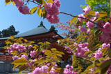 比叡山延暦寺 八重桜越しの阿弥陀堂