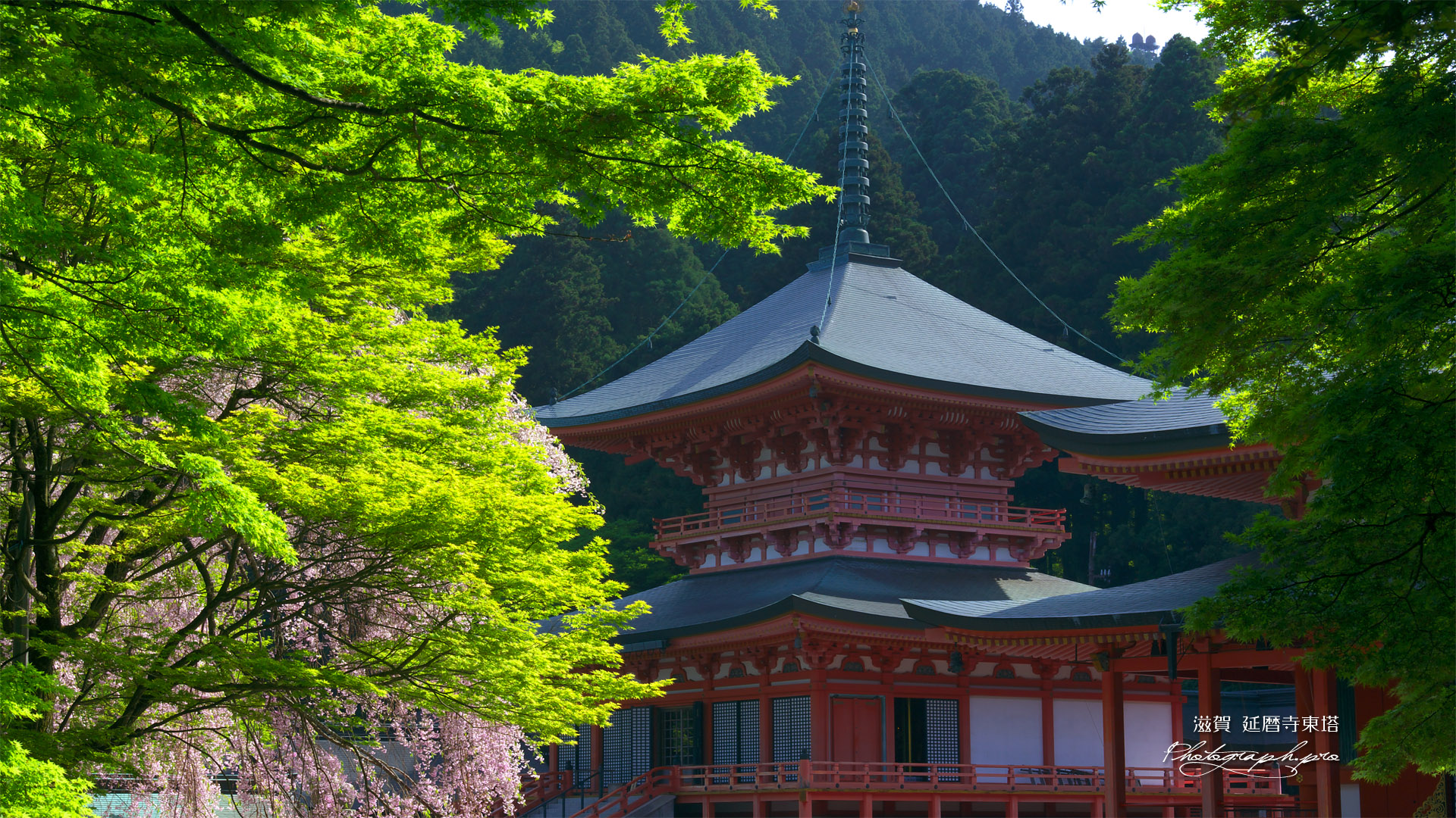 比叡山延暦寺 桜咲く法華総持院東塔