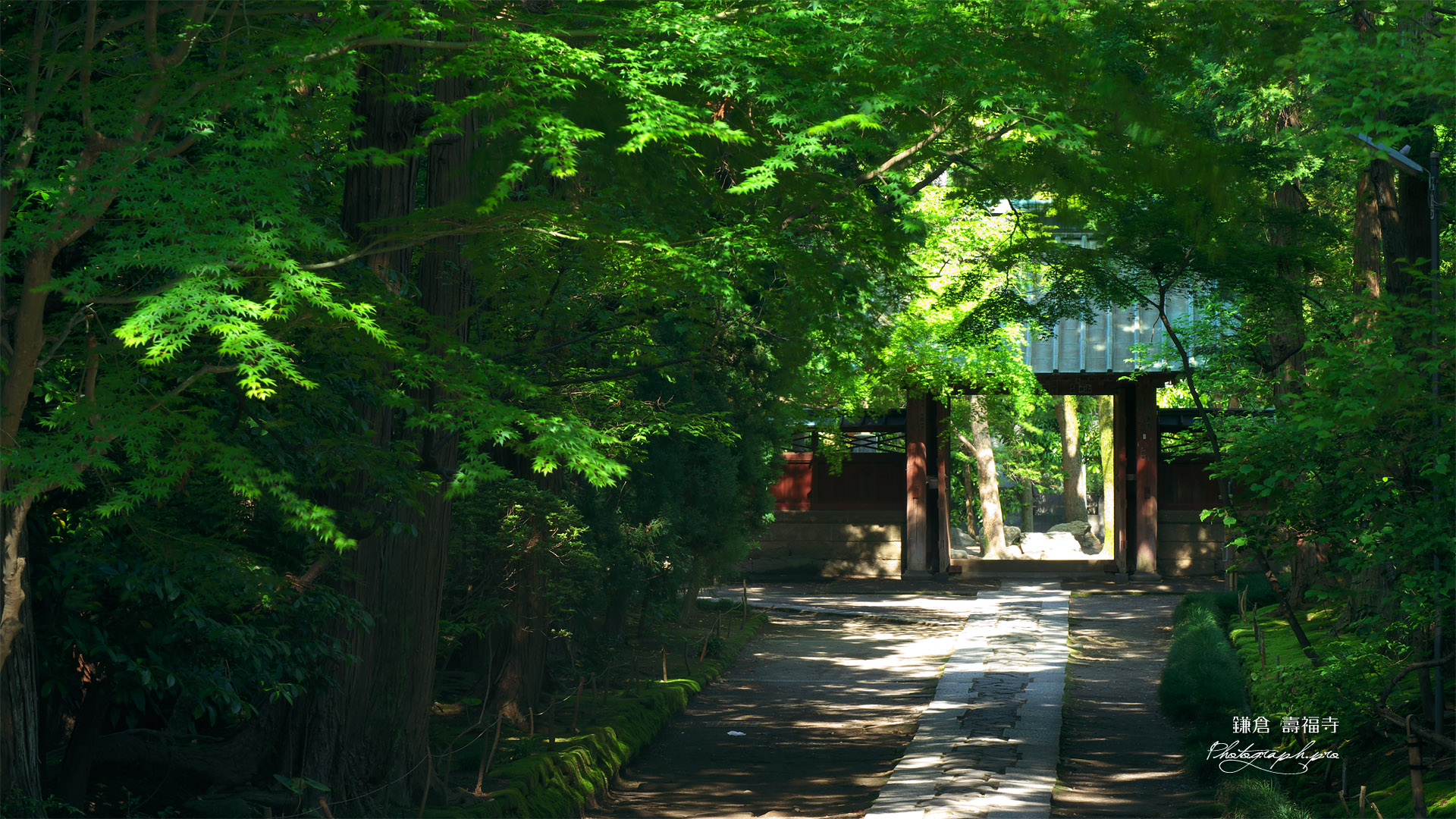 寿福寺 新緑の参道 の壁紙 19x1080